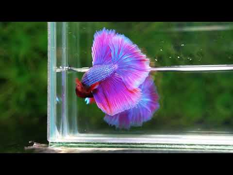 Betta fish Prince Royal Lavender NBT-OHM