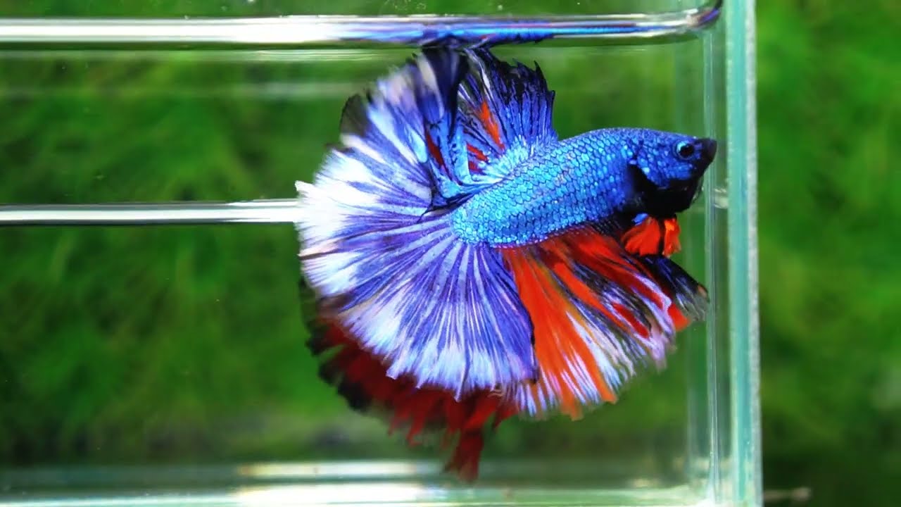 Betta fish Fancy Blue Dragon Nemo Hawk OHM