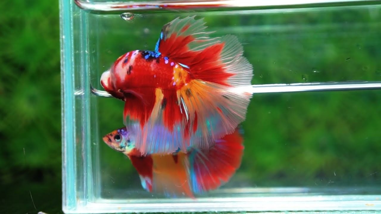Betta fish HM Original Nemo Yellow Base