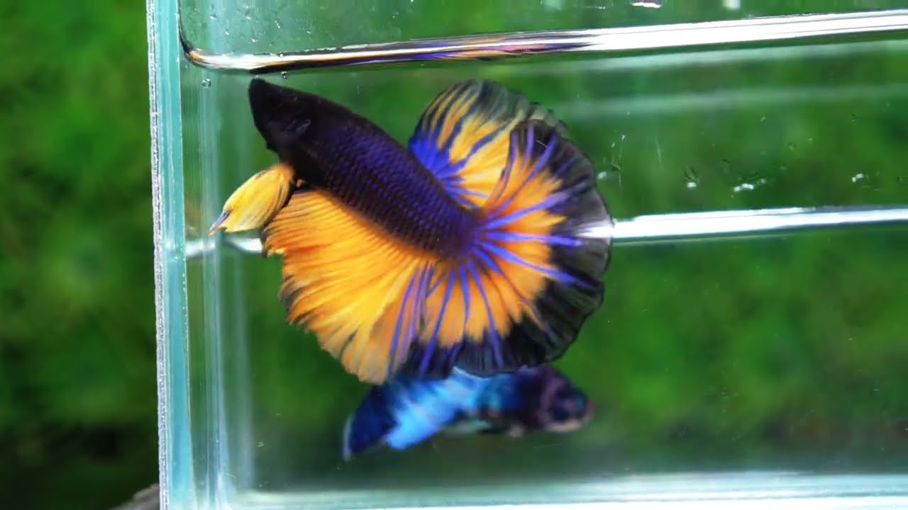 Betta fish OHM Black Pumpkin Butterfly Sky Hawk