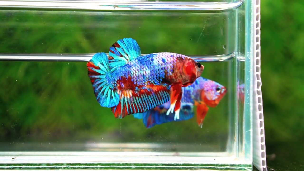 Betta fish Fancy Multicolor Marble (HMPK)