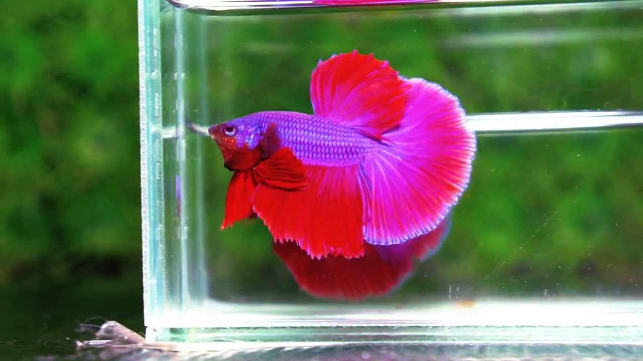Betta fish OHM Lavender Magenta