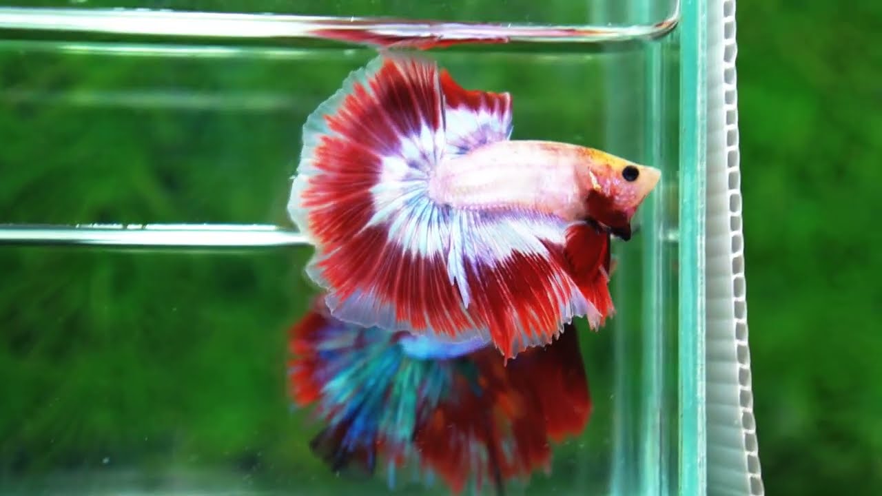 Betta fish Grizzle Red Snow Butterfly OHM