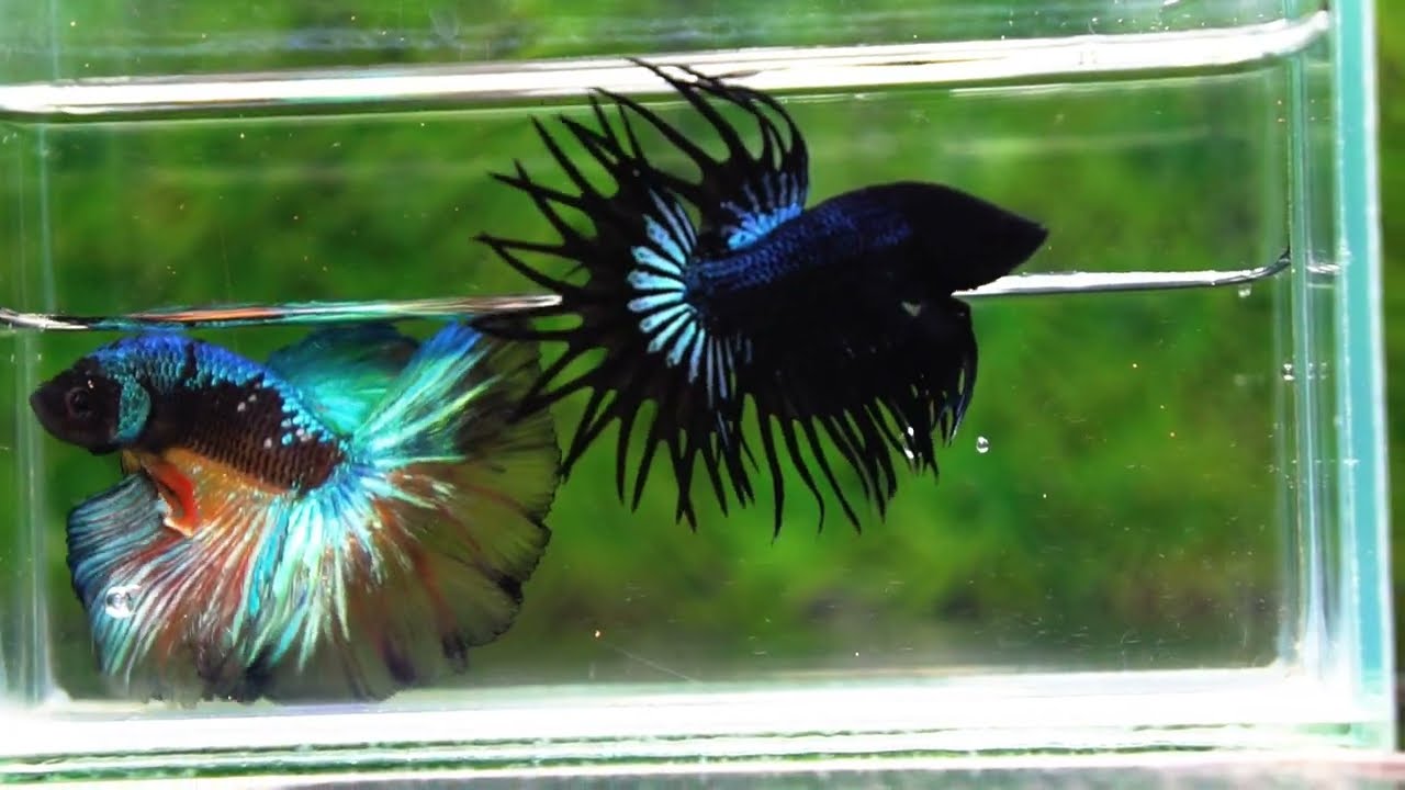 Betta fish CT King Dark Orchid