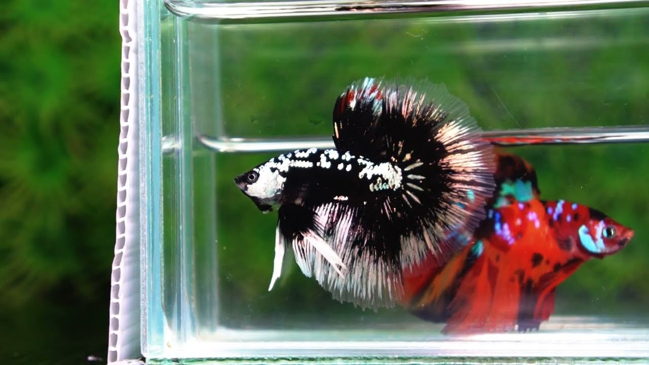 Betta fish HM Shadow Black Samurai (Rare)