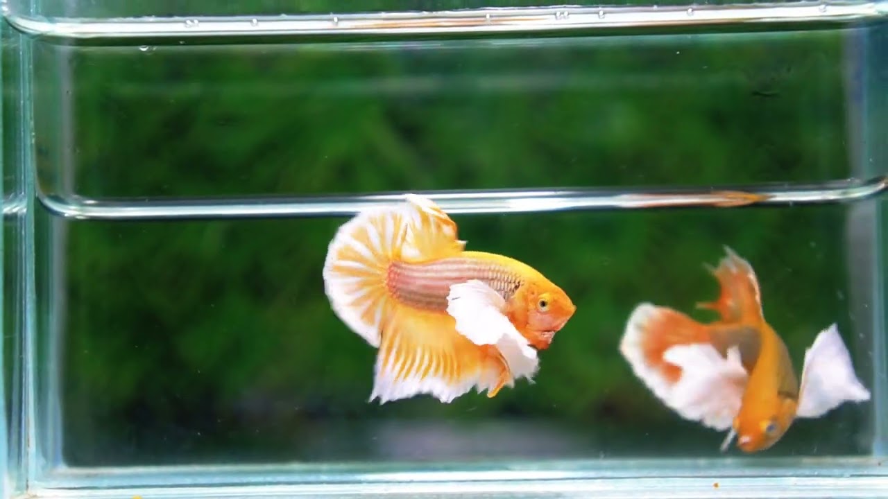 Betta fish HMPK Yellow Pineapple Big Dumbo