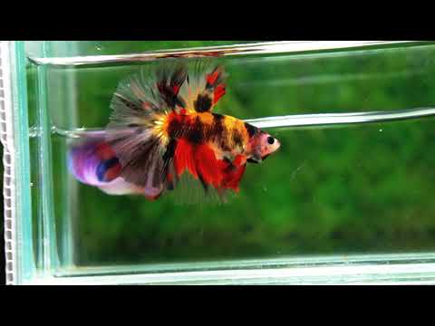 Betta fish OHM Tiger Black Nemo Sky Hawk