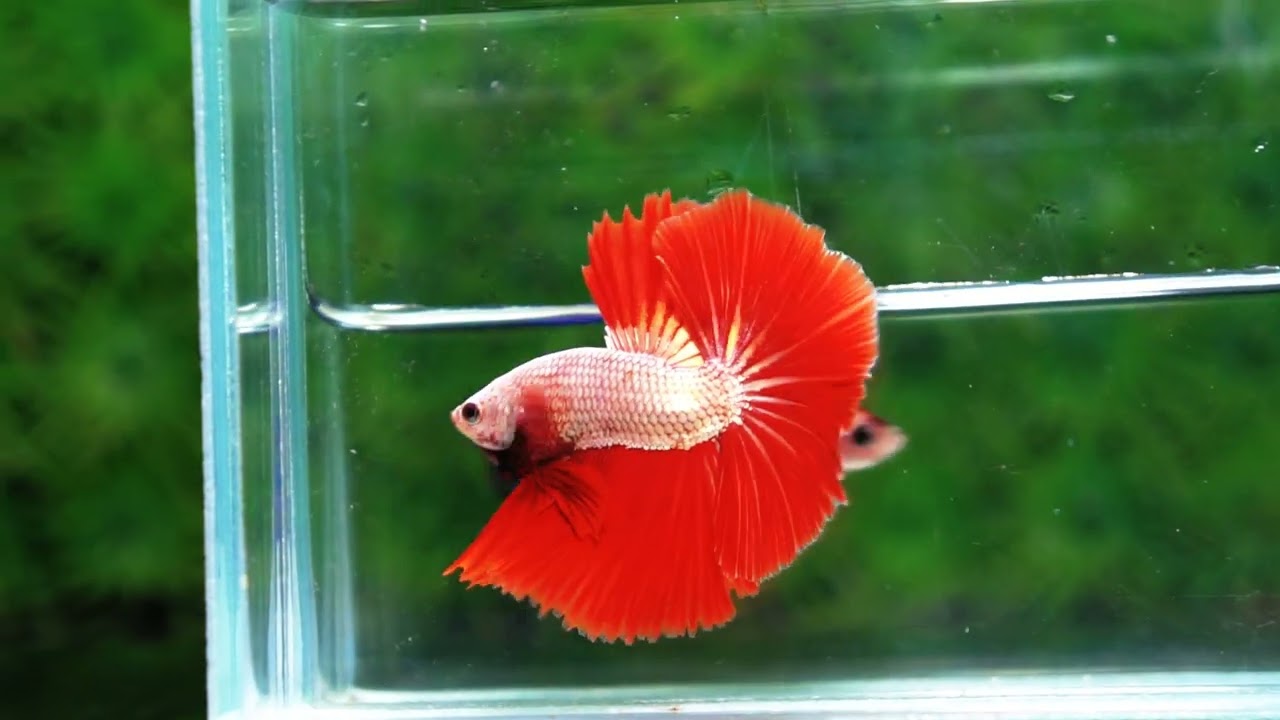 Betta fish OHM Perfect Red Dragon Hawk