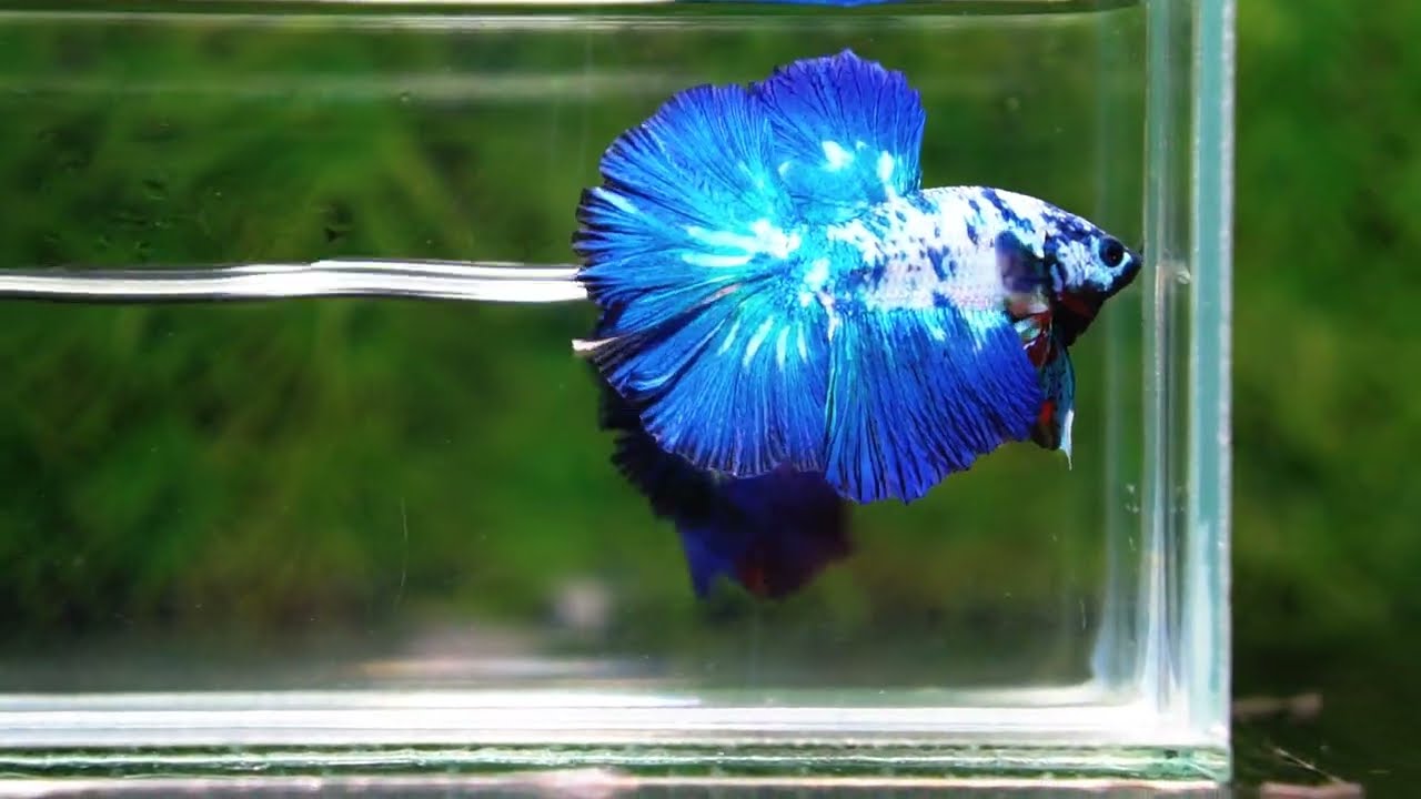 Betta fish Prince of Blue Marble Series OHM