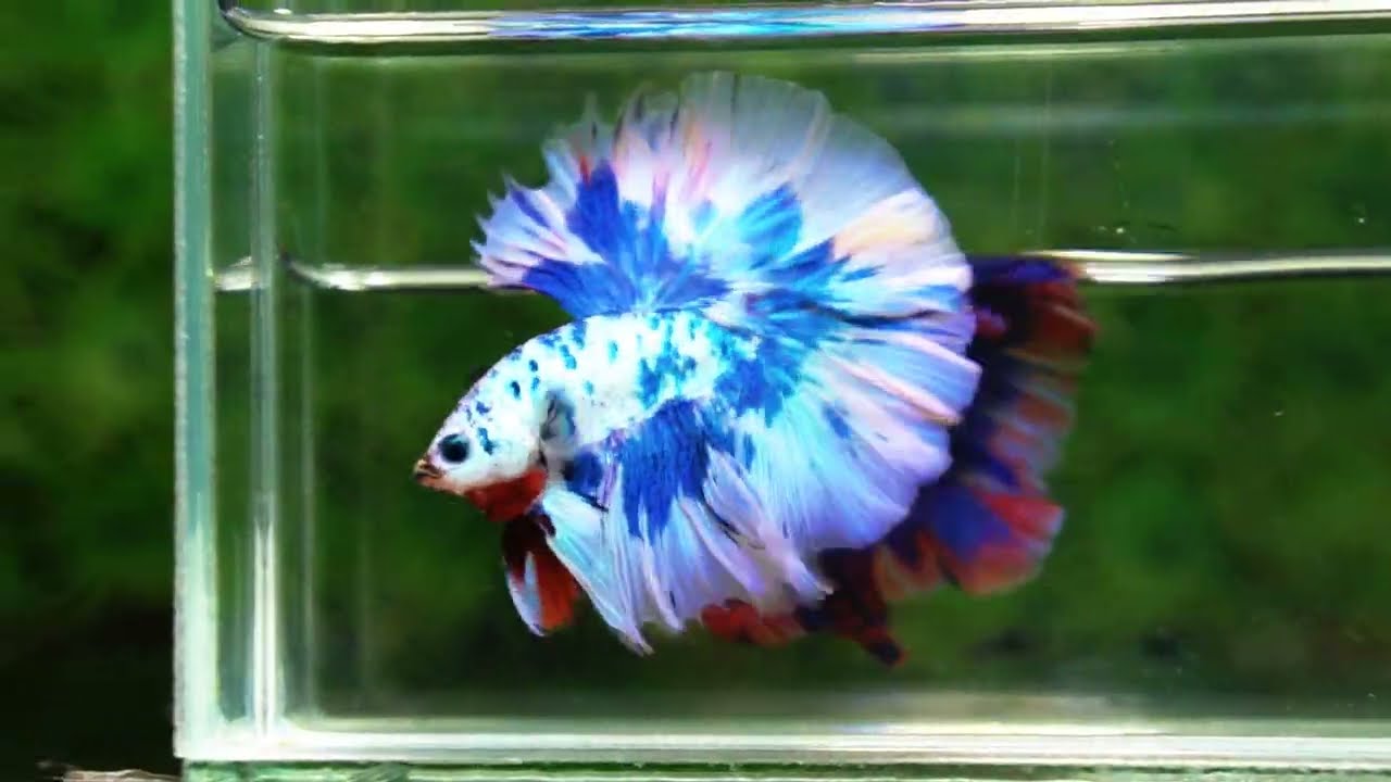 Betta fish Prince of The Frozen Blue Sky Hawk OHM