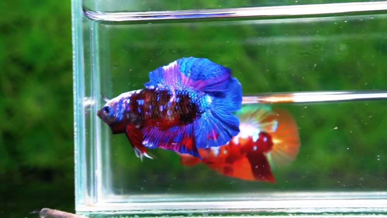 Betta fish DTPK Helment Fancy Avatar Panther