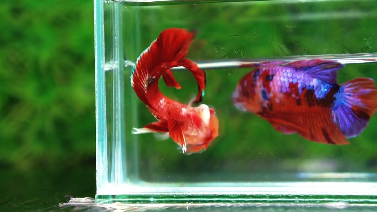 Betta fish Giant Helmet Kujaku Koi HMPK