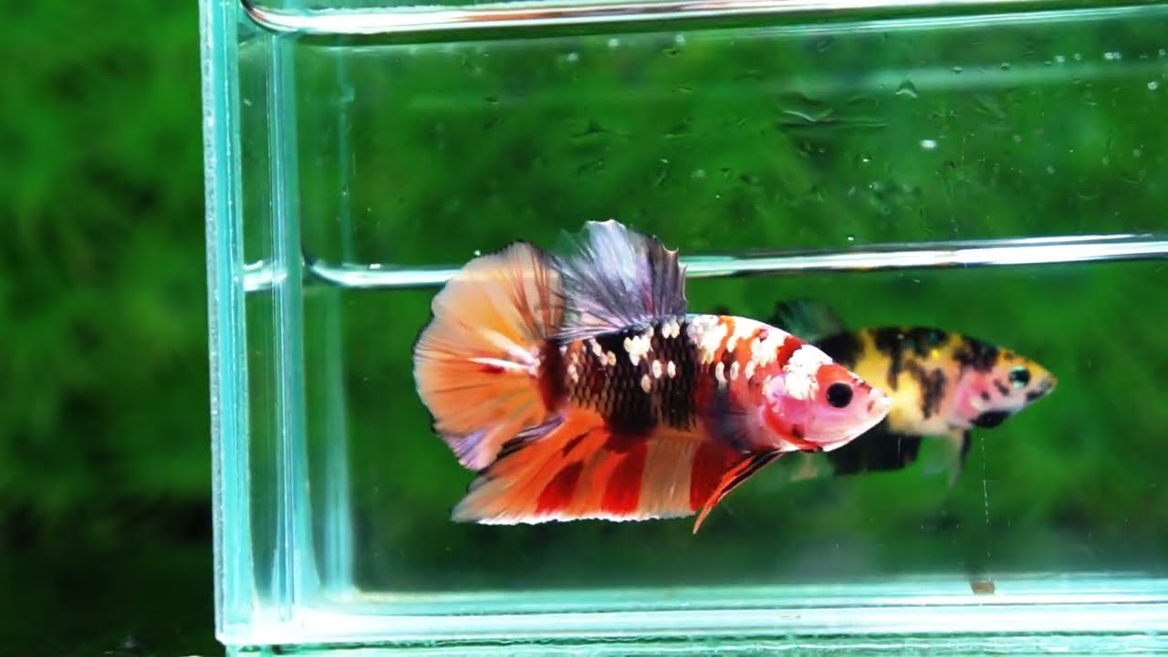 Betta fish HMPK Copper Nemo Tiger
