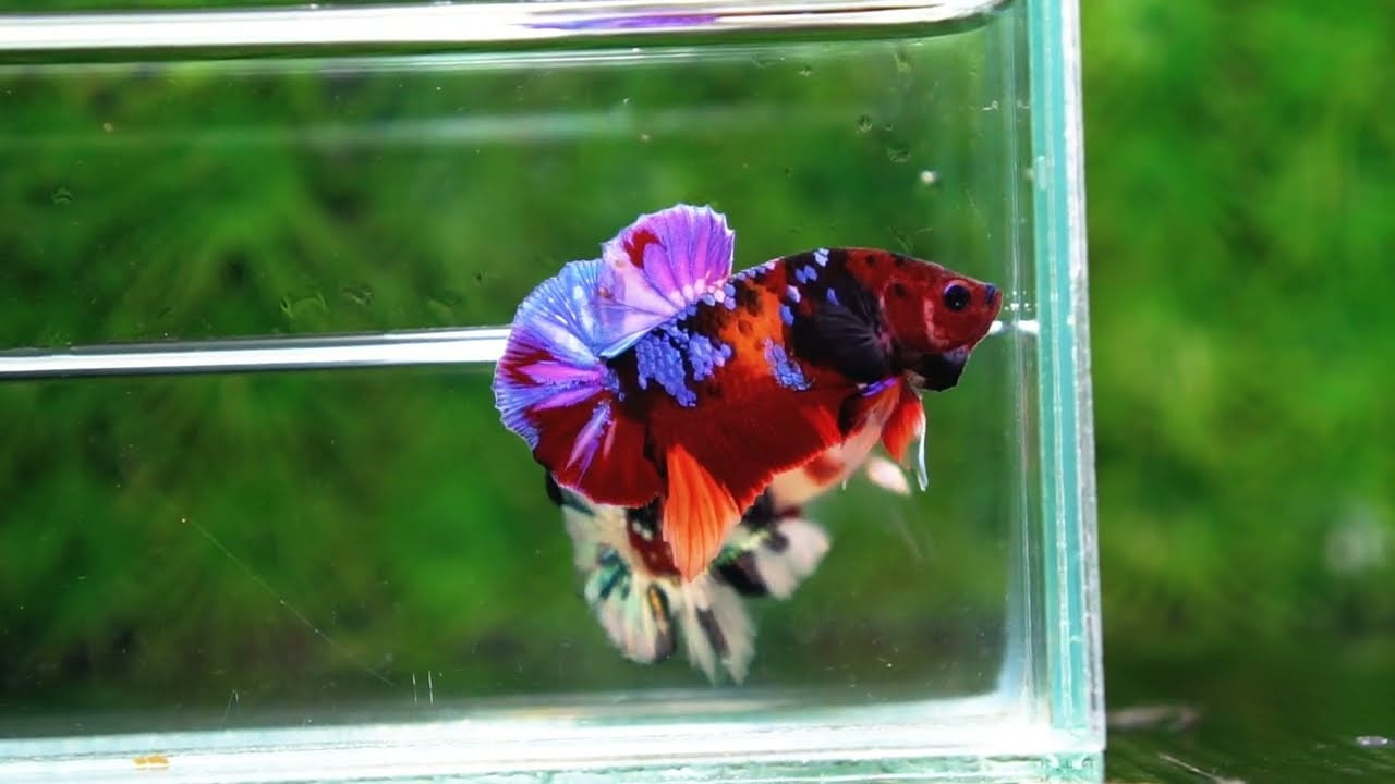 Betta fish HMPK Purple Emerald Candy Nemo