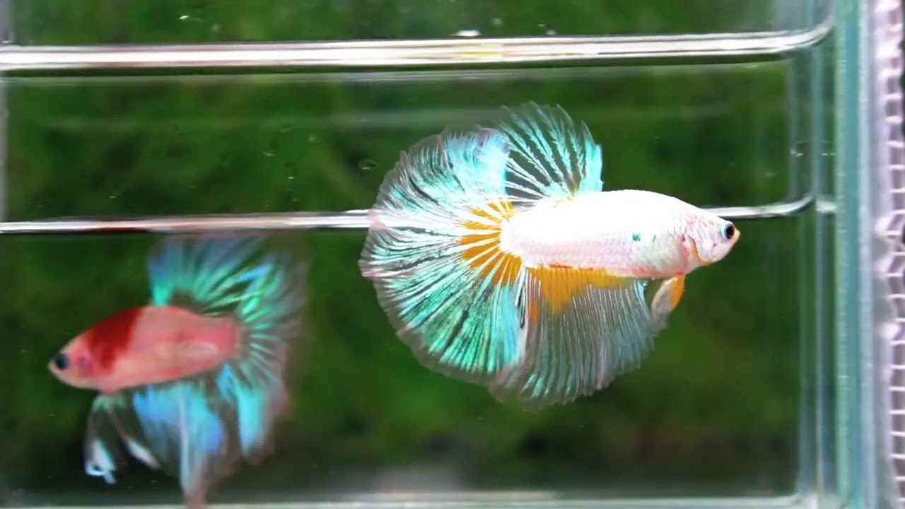 Betta fish OHM Platinum Stardust Crusader