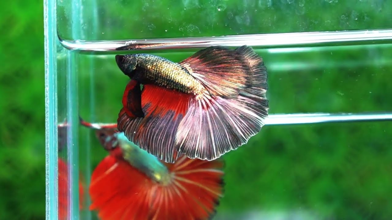 Betta fish Copper Evil Red OHM