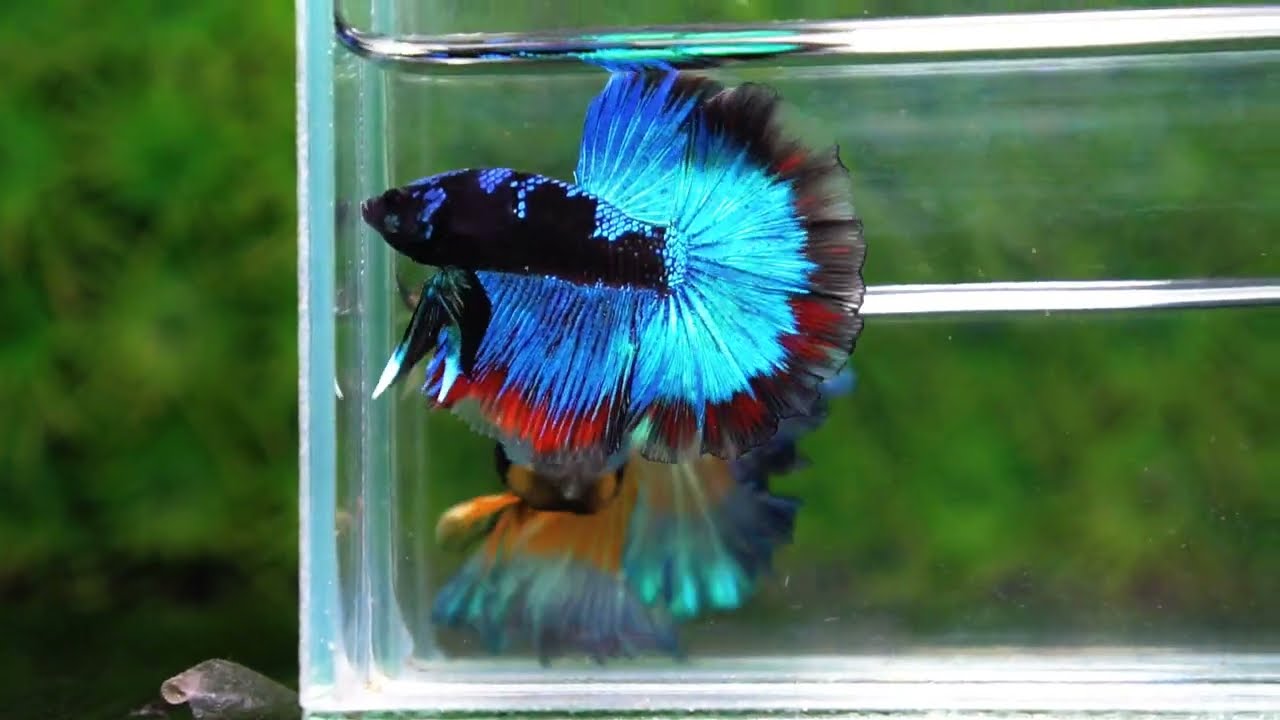 Betta fish OHM The Dark Blue Avatar (Premium)