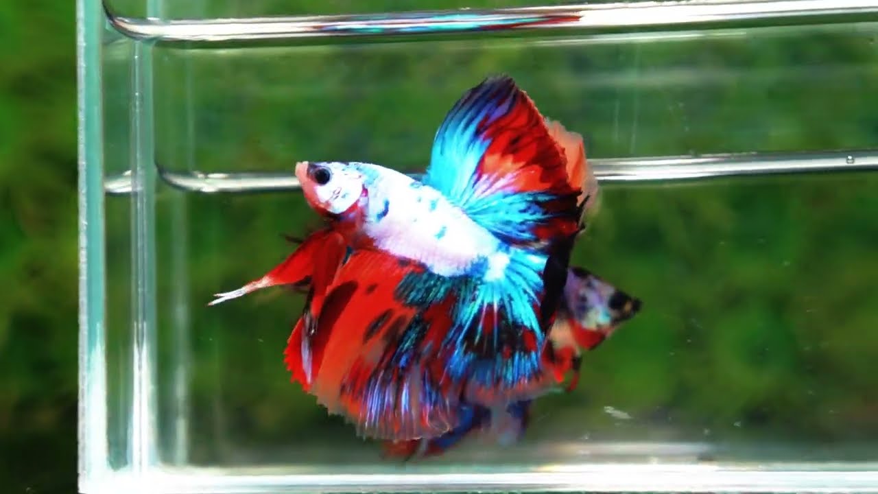 Betta fish Multicolor Fancy Candy OHM