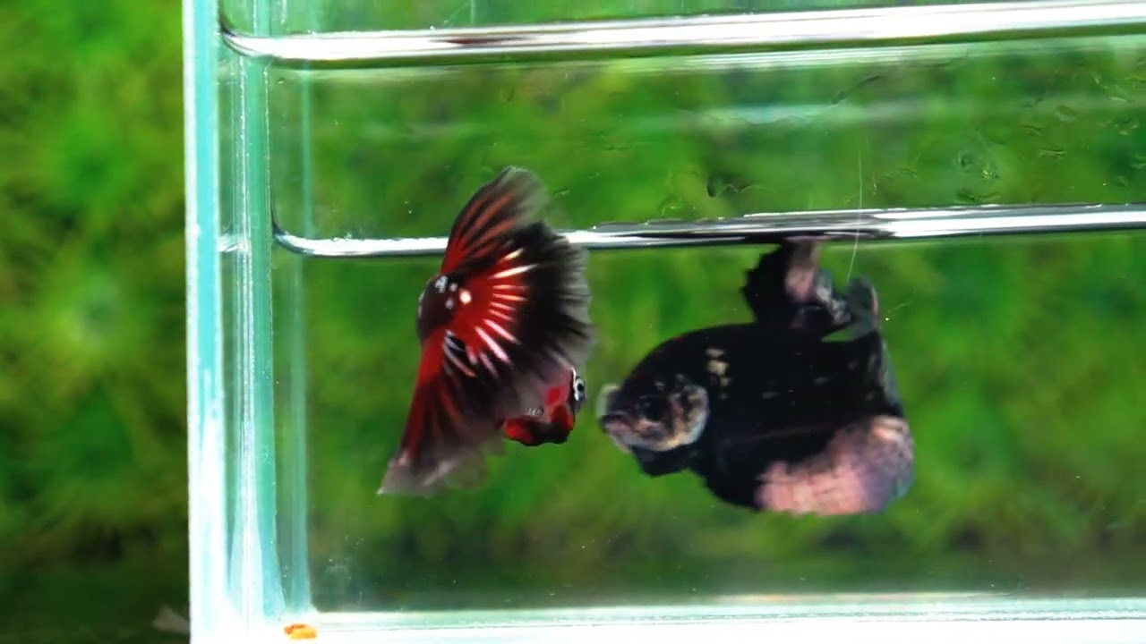 Betta fish Rare Vampire Shadow Black Samurai Butterfly OHM