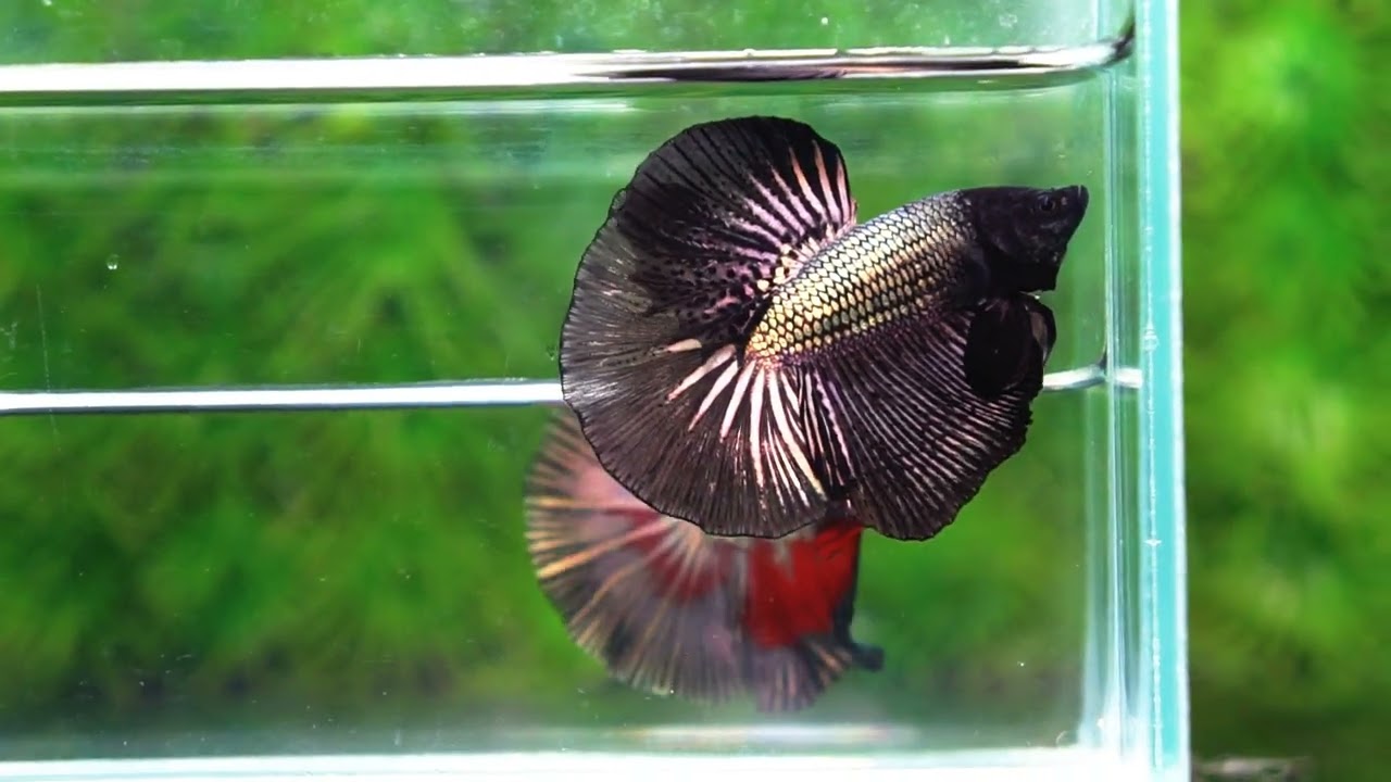 Betta fish OHM Black Copper Dragon
