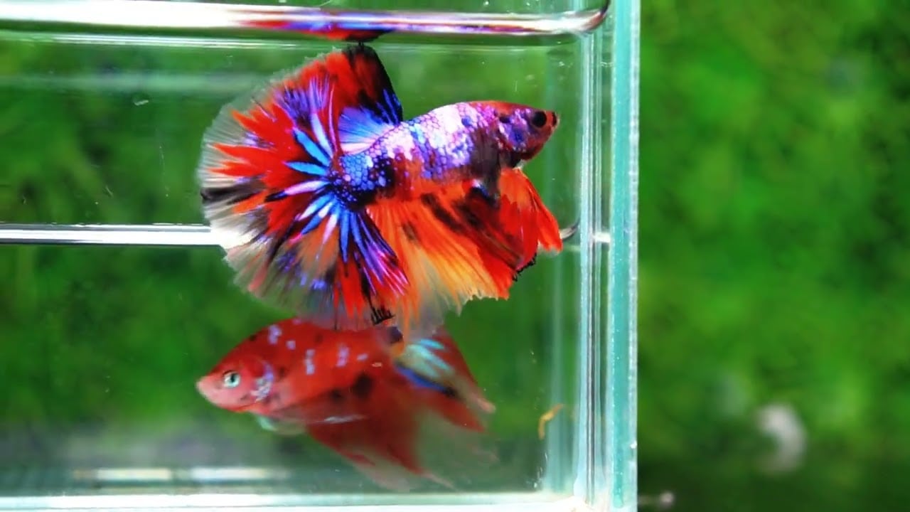 Betta fish Multicolor Candy Nemo Hawk (OHM)