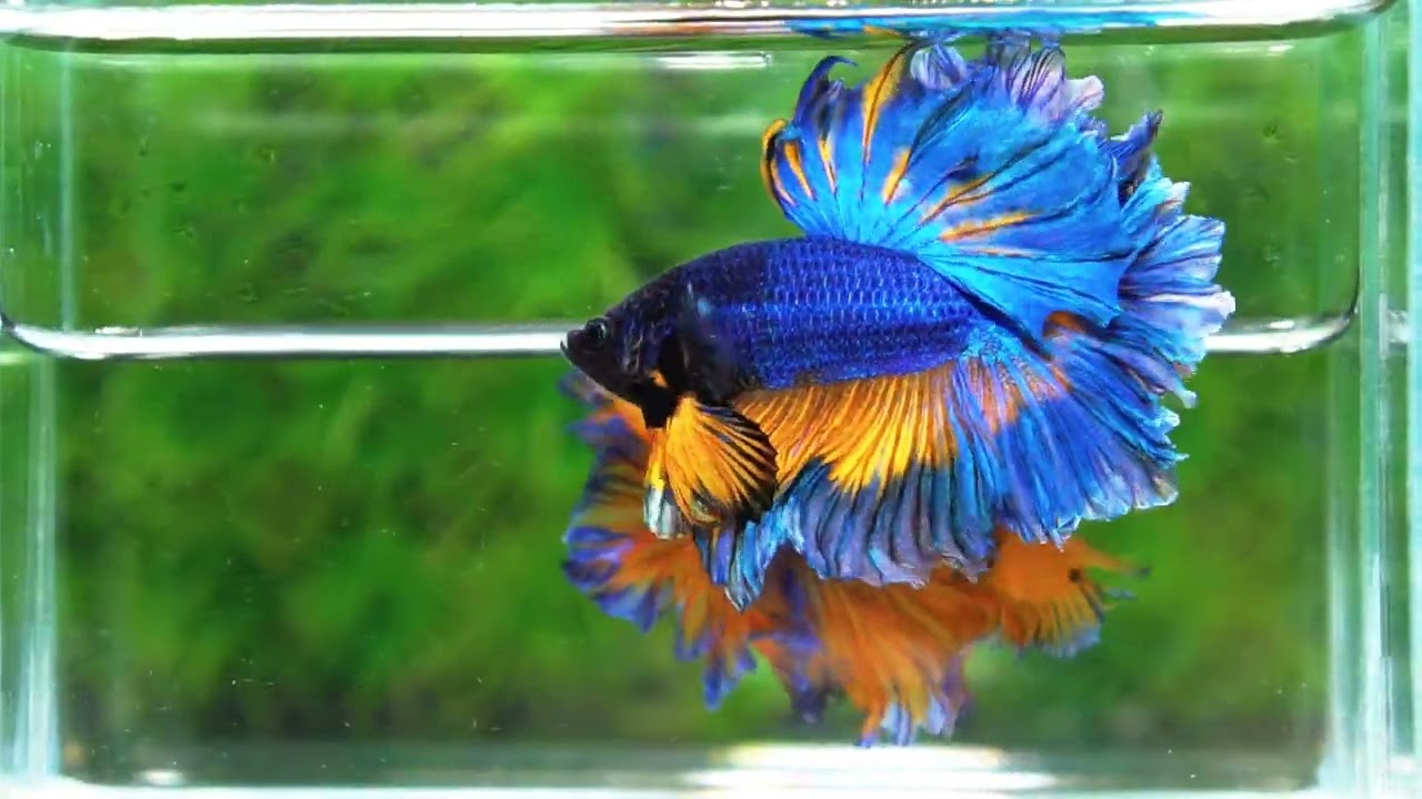 Betta fish OHM Blue Mustard Gas Sky Hawk Feather tail