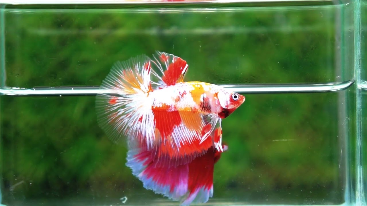 Betta fish Prince of Tuxido Nemo OHM
