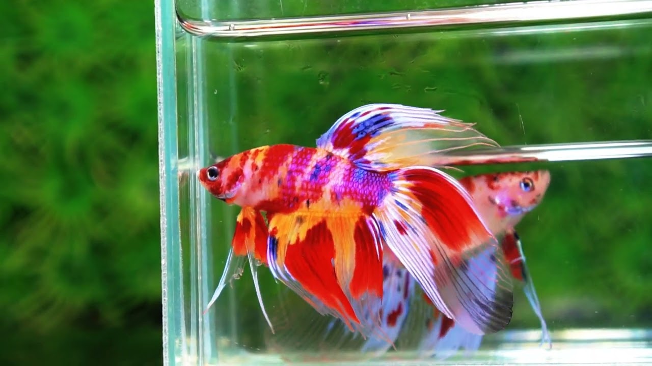 Betta fish VT Multicolor Rainbow Candy Nemo