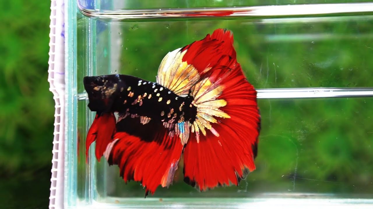Betta fish Hell Copper Red Avatar HM (Rare)