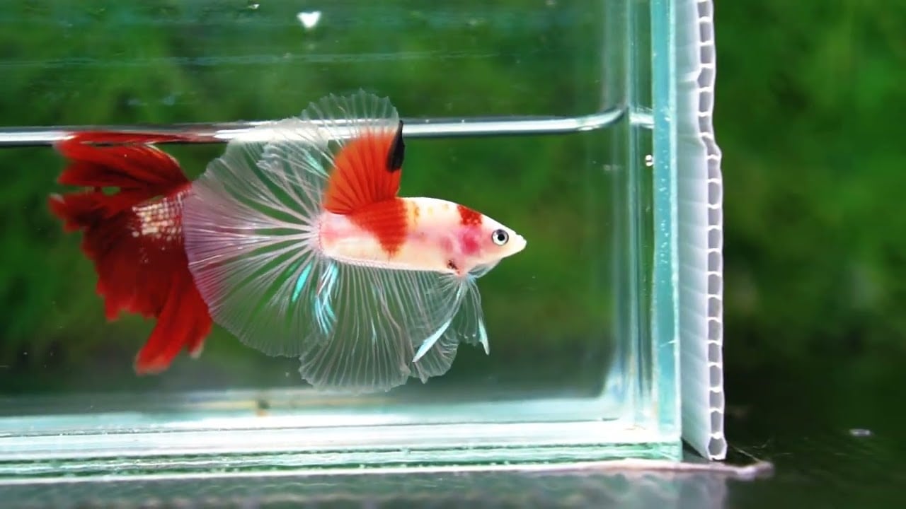 Betta fish OHM Tanjo-Koi