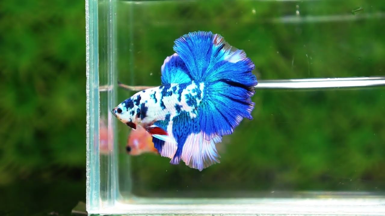 Betta fish OHM Prince Frozen Rose tail