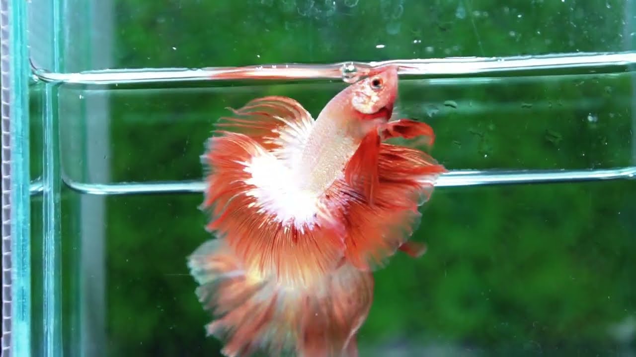 Betta fish Platinum Armageddon Dragon Meteor HM