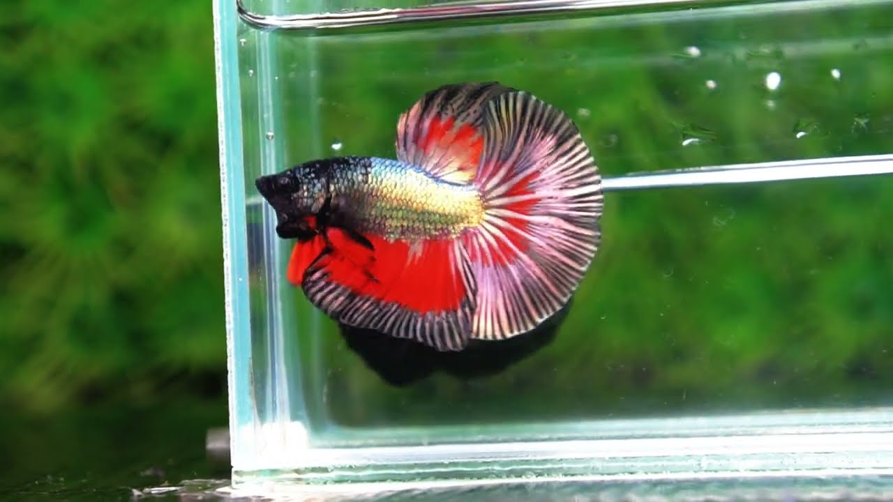 Betta fish HM Hell Copper Butterfly