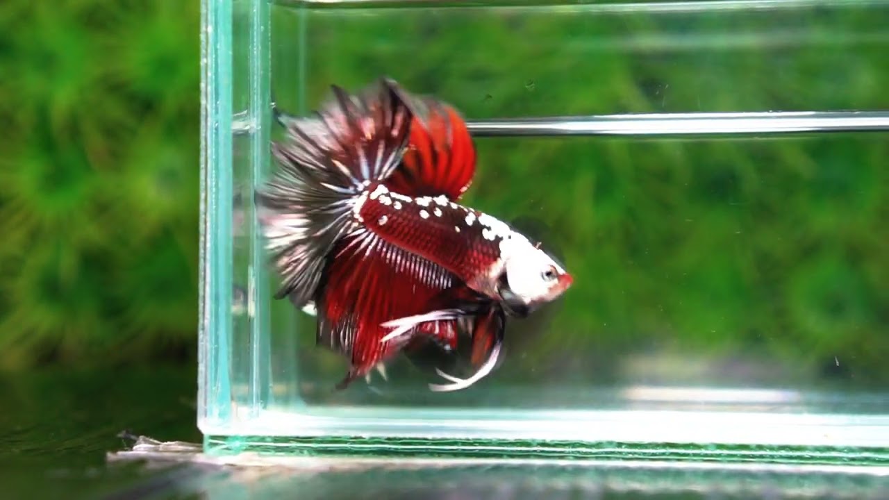 Betta fish Rare Vampire Shadow Black Samurai Helmet Rosetail OHM