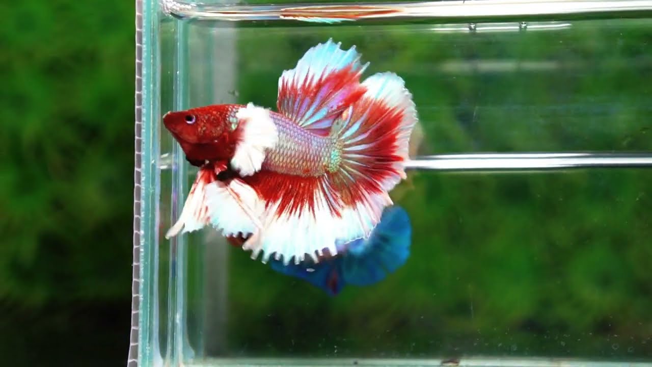 Betta fish Red Tres Chic Dumbo (OHM)