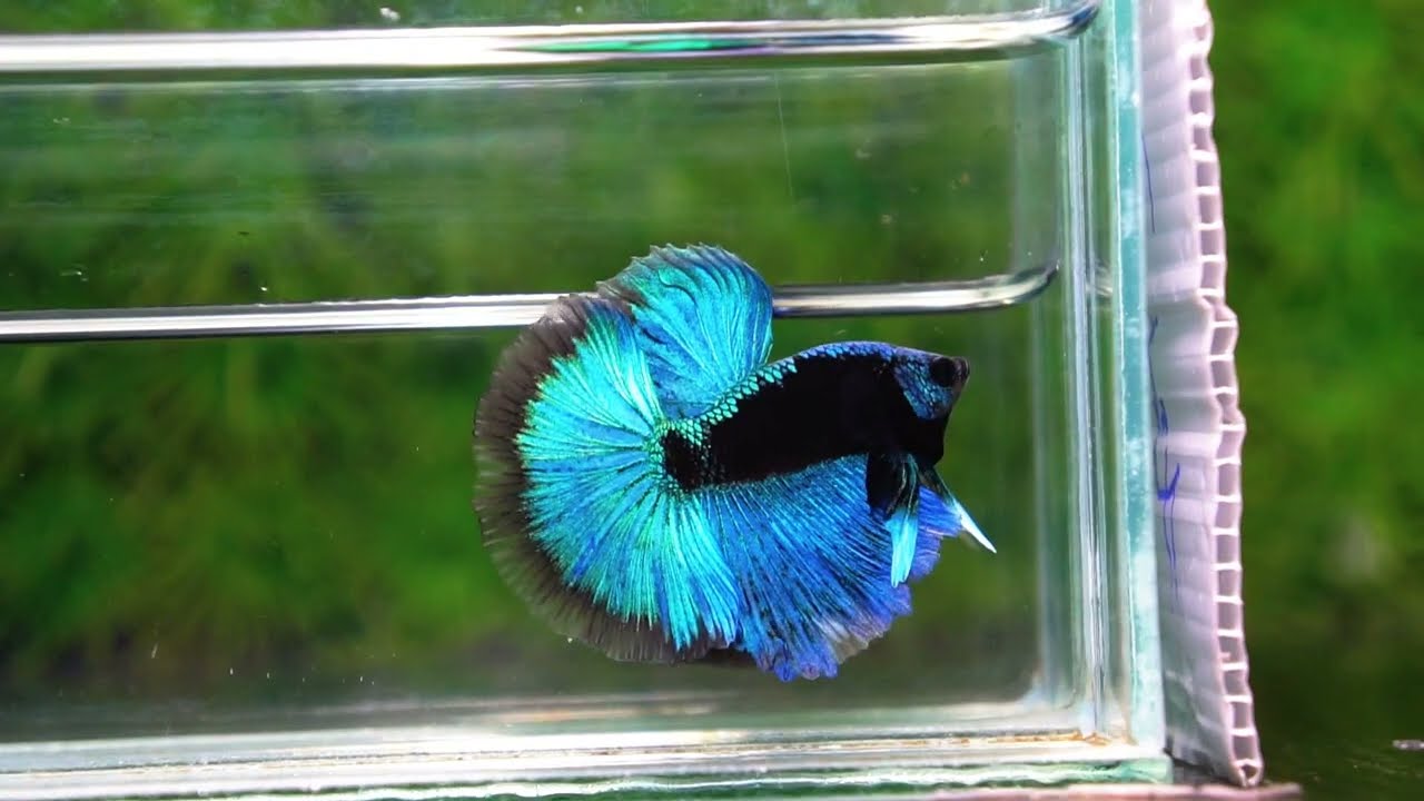 Betta fish OHM King Blue Samurai Black Mask (Rare)