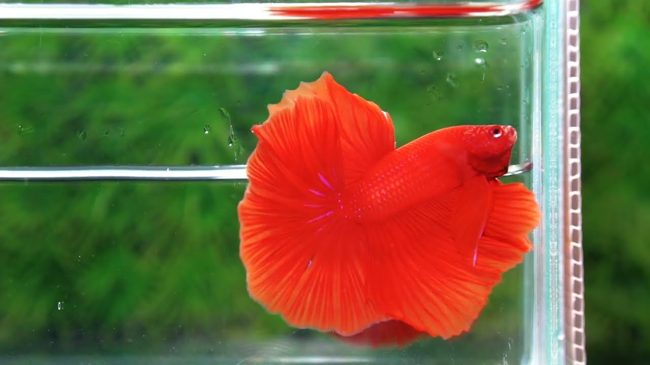 Betta fish Amaranth Red Sky Hawk OHM
