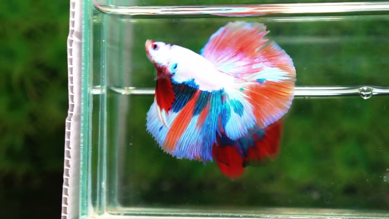 Betta fish HM Fancy Nemo Marble