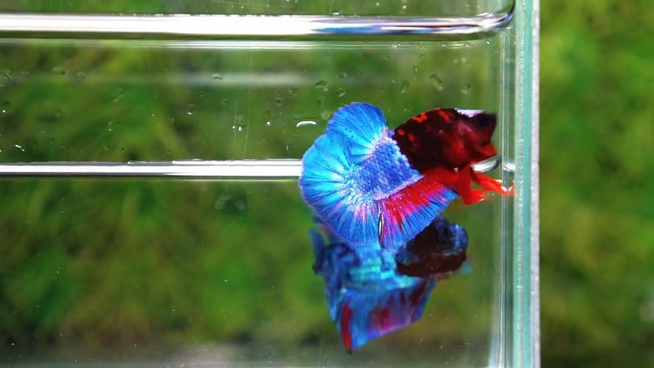 Betta fish Premium Hell boy Merman HMPK (Ultra Rare)