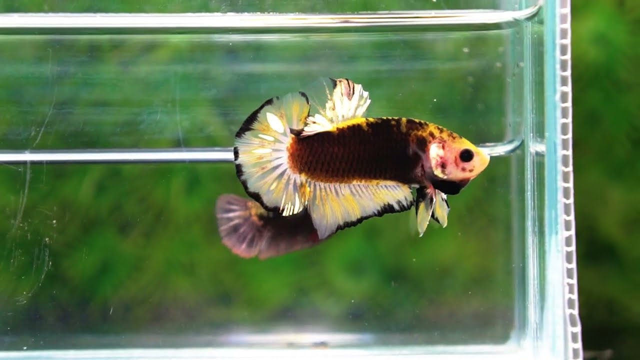 Betta fish Yellow Warrior Star (OHMPK)