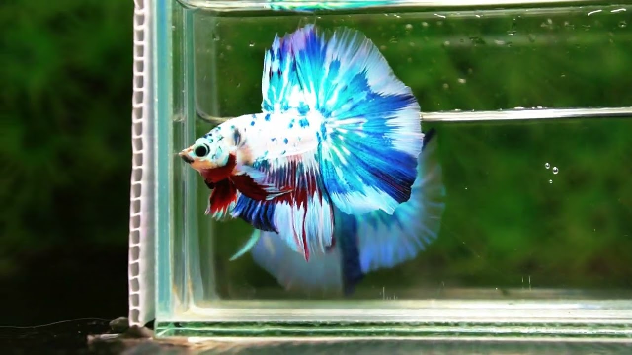 Betta fish OHM Fancy Blue Marble