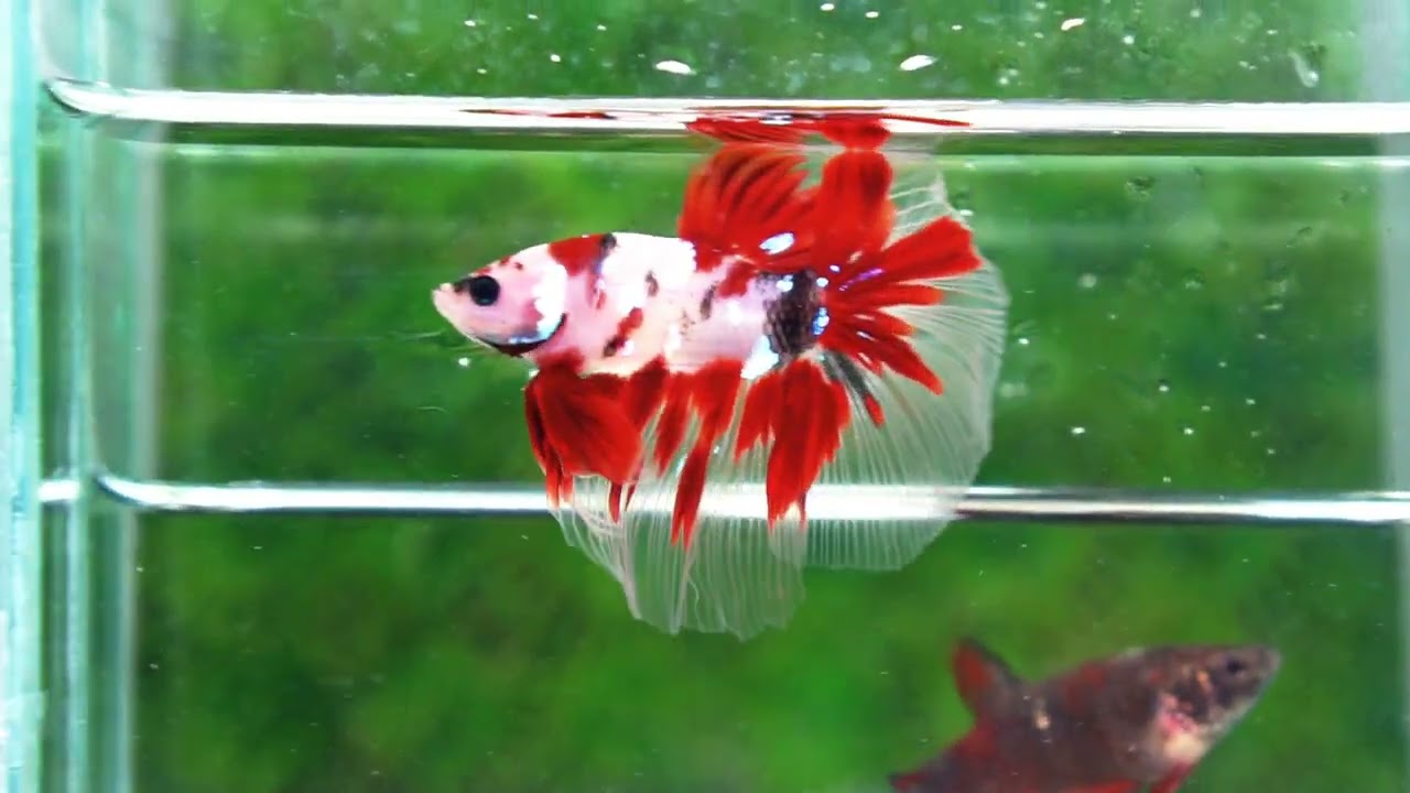 Betta fish Red Koromo Koi HM