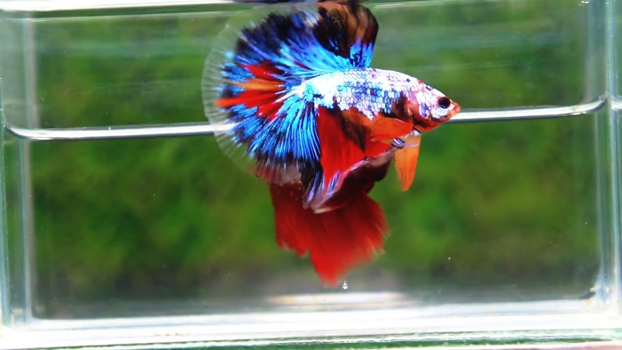 Betta fish OHM Thunder Rainbow