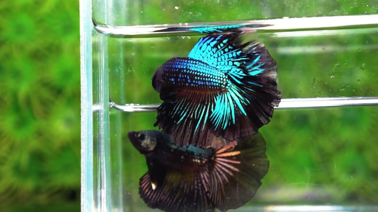 Betta fish Black Light Orchid Hawk (HM)