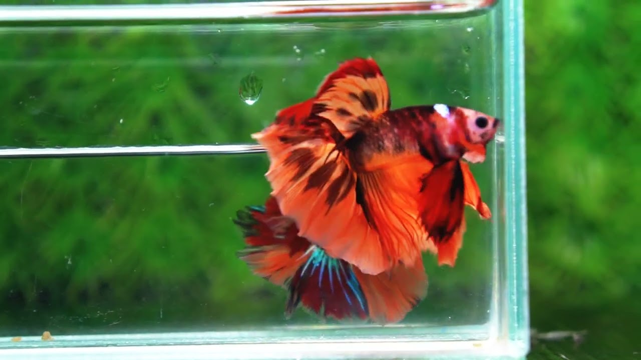 Betta fish HM Tiger Warrior
