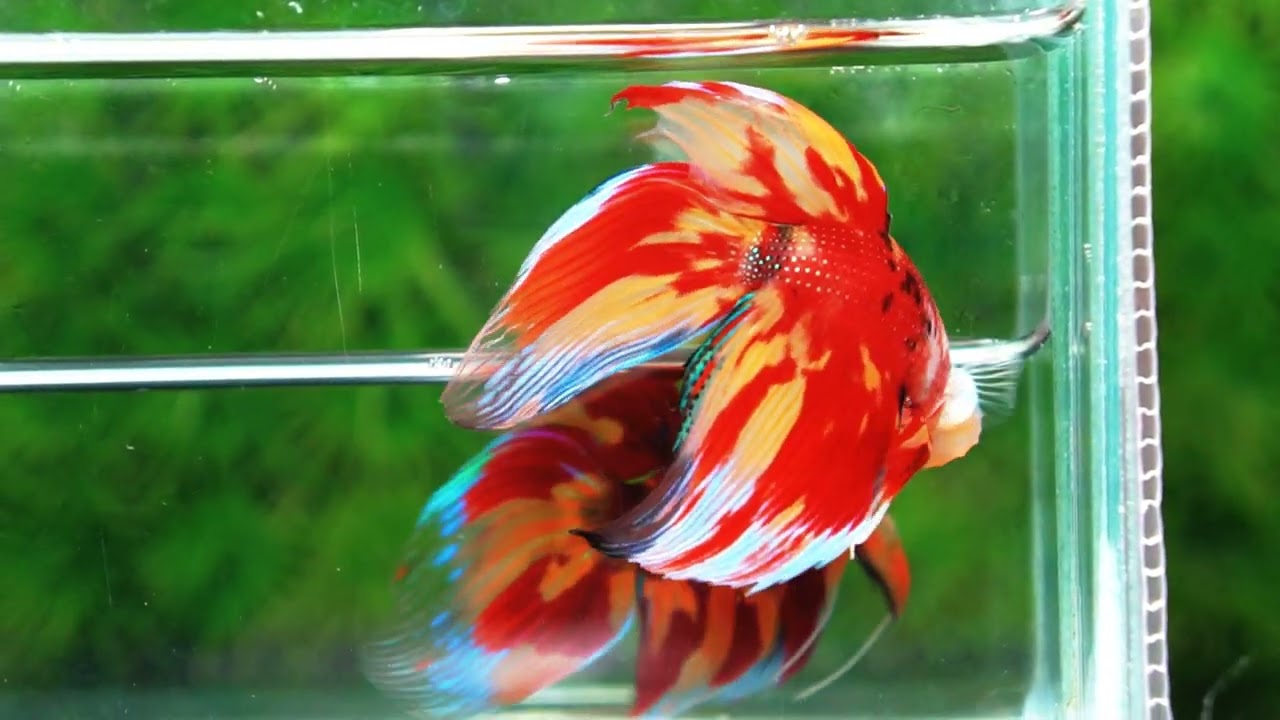 Betta fish Nemo on Fire (VT)