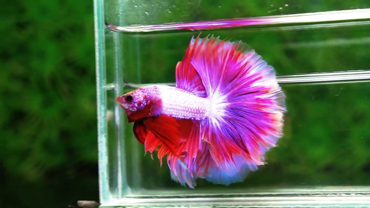 Betta fish OHM Prince Lavender Snow Sky Hawk