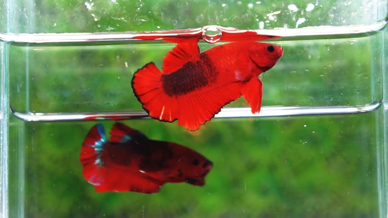 Betta fish OHMPK Hell Boy Black Ring