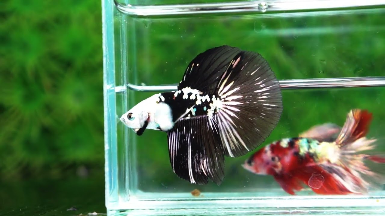 Betta fish HM Shadow Black Samurai Zombie Helmet (Rare)