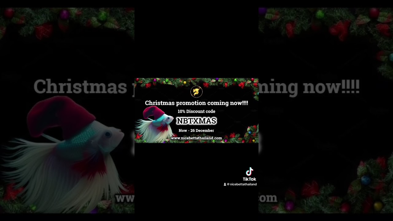 We hope this Christmas will be special for you to have quality betta from us join your Christmas fun